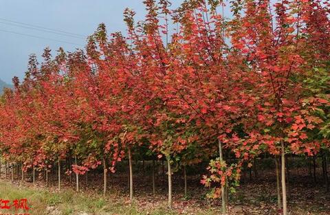 2019年葫芦娃黄色视频最新报价