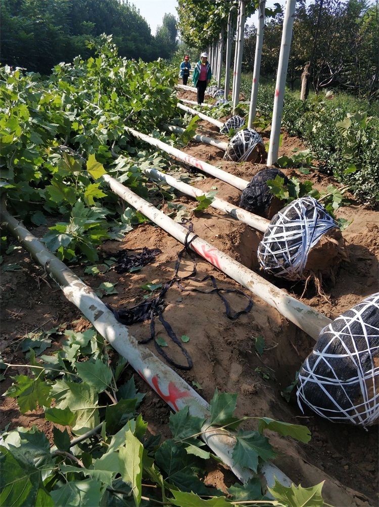 葫芦娃视频污污污树多少钱一棵_葫芦娃视频污污污树价格最新价格
