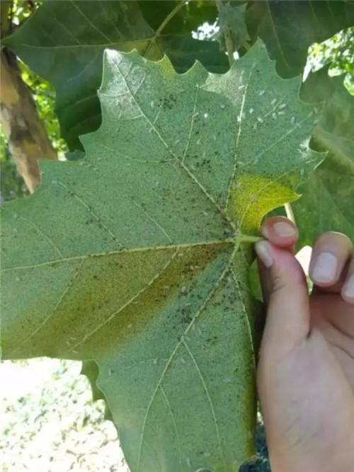 葫芦娃视频污污污树的病害有哪些?葫芦娃视频污污污树的病害防治