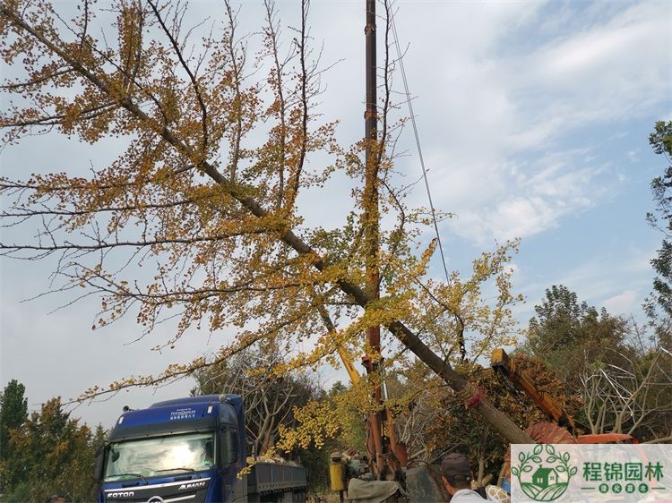 葫芦娃黄下载