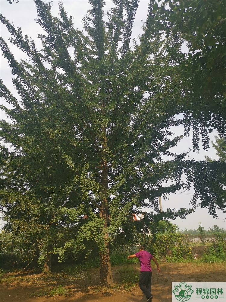 葫芦娃黄下载
