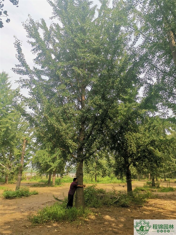 葫芦娃黄下载