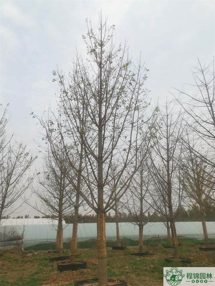 葫芦娃黄下载