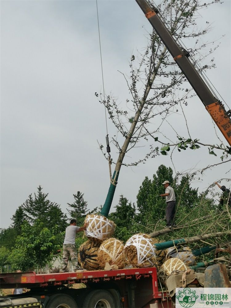葫芦娃黄下载